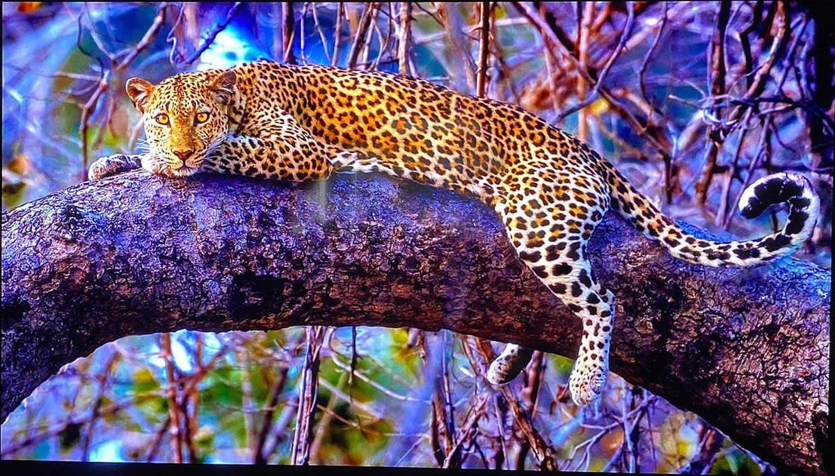 Фотографія про Високу Чіткість Технології MicroLED